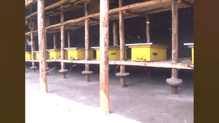 Beekeeping at Elshadai Wukro