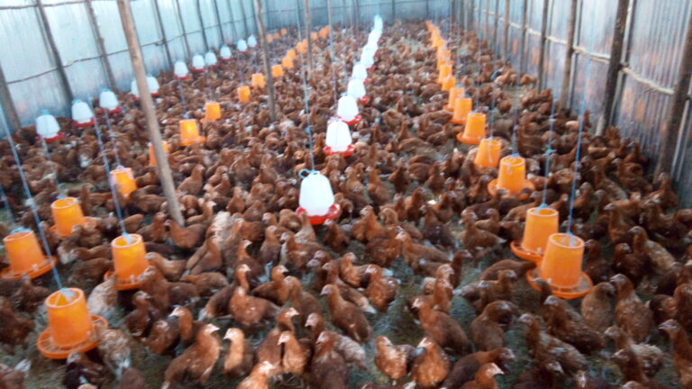 Elshadai Poultry Farm Hawassa