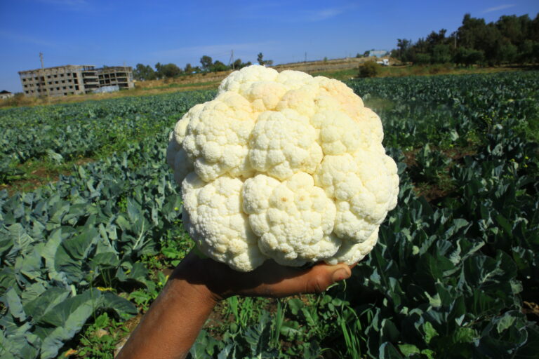 Elshadai farm cabbage