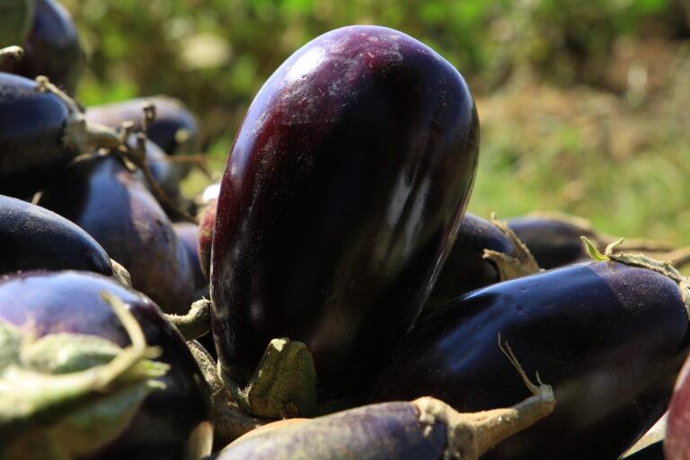 Harvested Vegitables at Elshadai